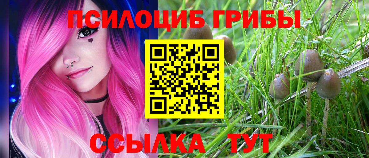 Псилоцибиновые грибы Psilocybe  Вход с VPN  Мыски  Галлюциногенные грибы Psilocybine cubensis 